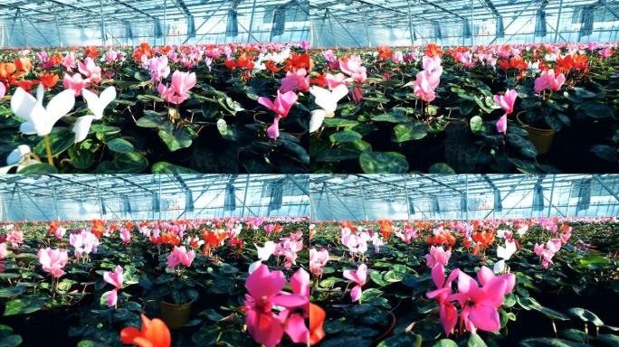 红色和粉红色的仙客来生长在一个大温室中，放在花盆中。