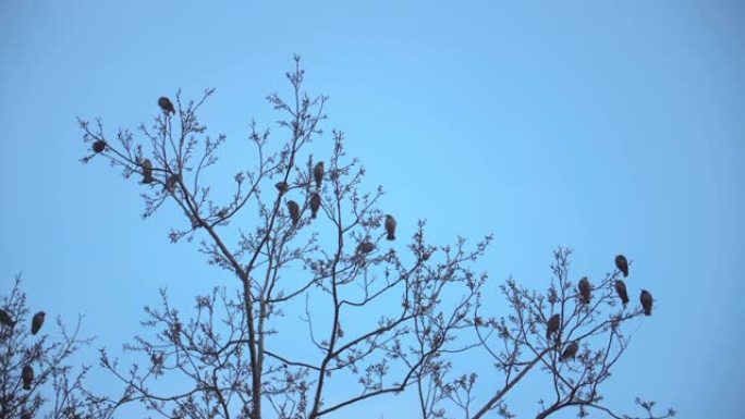 一群鸟群在树顶上慢动作休息