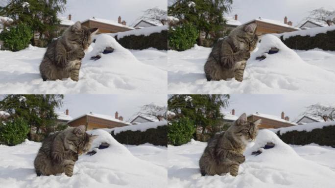 特写镜头，dop: 可爱的棕色小猫在积雪粘在上面后舔了舔它的爪子。