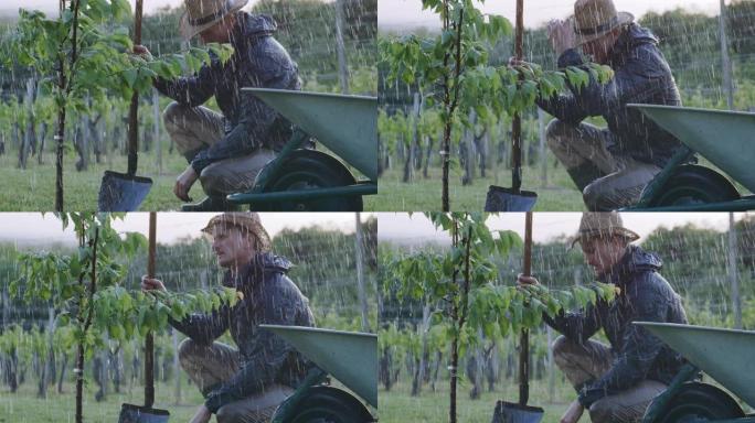 男子女士在多雨的果园里用铲子种植果树