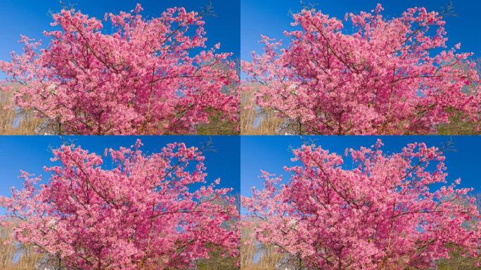 春天盛开的树桃花开放满树桃花粉红