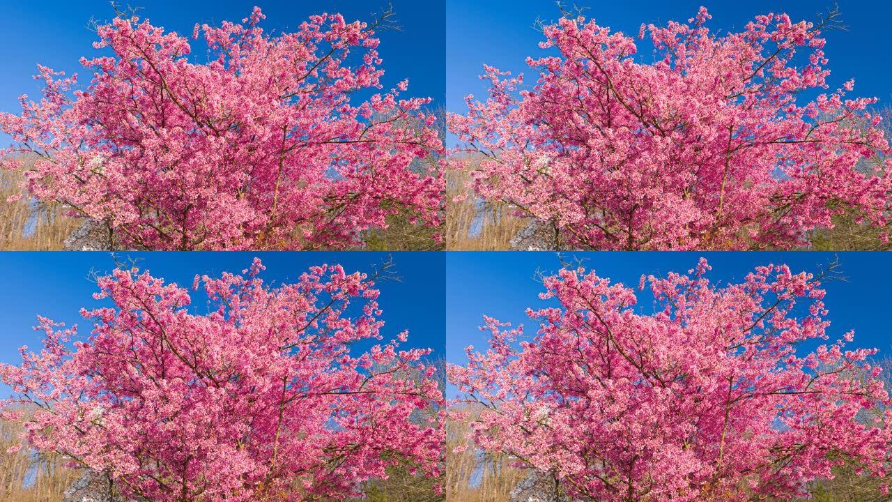 春天盛开的树桃花开放满树桃花粉红