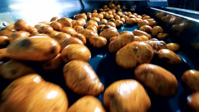 新鲜土豆沿着运输车移动