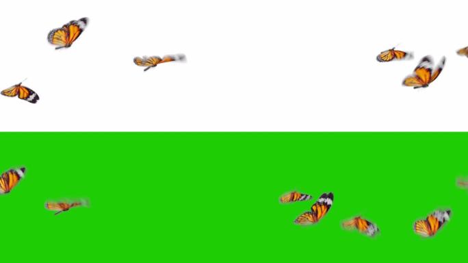 一群美丽的橙色蝴蝶帝王蝶(Danaus Plexippus)飞在白色和绿色背景的特写。无缝3d动画与
