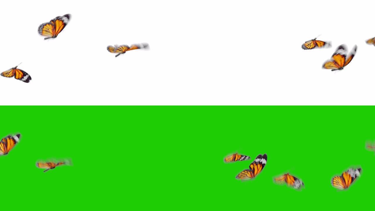一群美丽的橙色蝴蝶帝王蝶(Danaus Plexippus)飞在白色和绿色背景的特写。无缝3d动画与