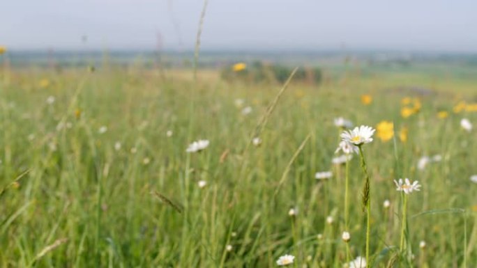 阳光充足，田园诗般的乡村田野中的白色和黄色花朵