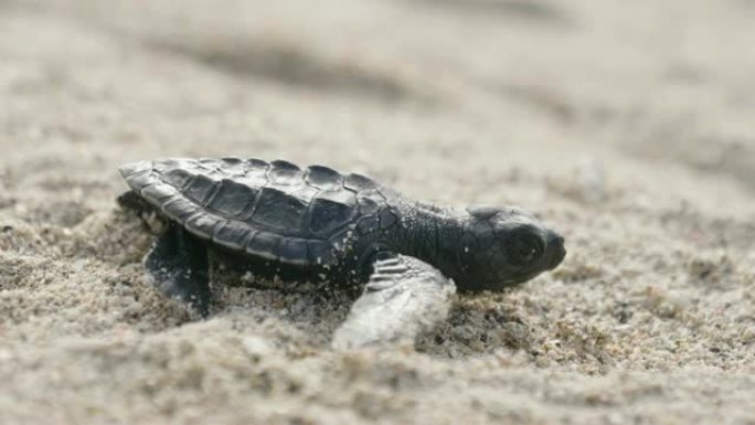 一只新生的小海龟在沙滩上行走，到达大海或海洋，并与其他海洋动物一起游泳。