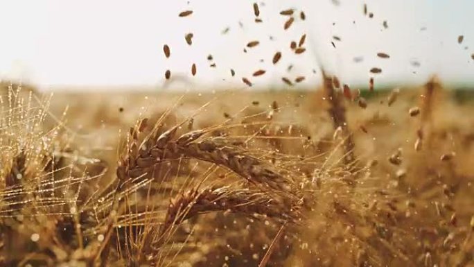 SLO MO谷物落在田间的小麦湿穗上