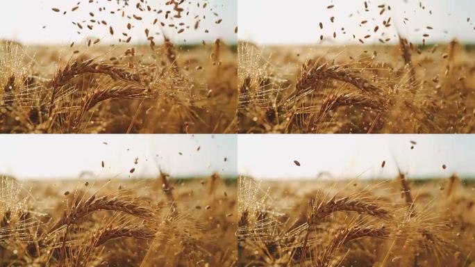 SLO MO谷物落在田间的小麦湿穗上