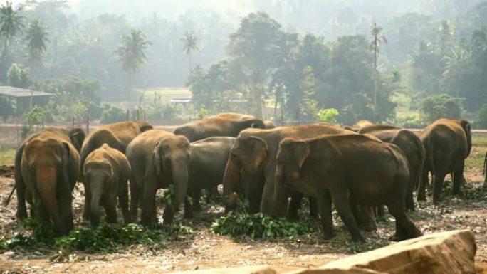斯里兰卡的大象群斯里兰卡的大象群