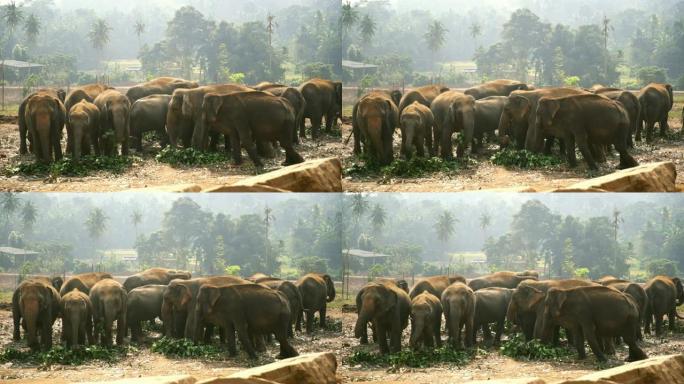 斯里兰卡的大象群斯里兰卡的大象群