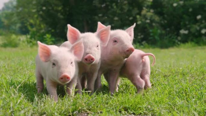 猪可爱的新生儿站在草地上。