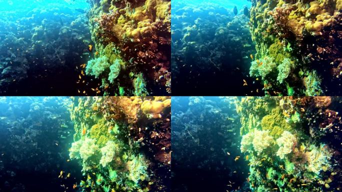 五颜六色的海底。水下风景