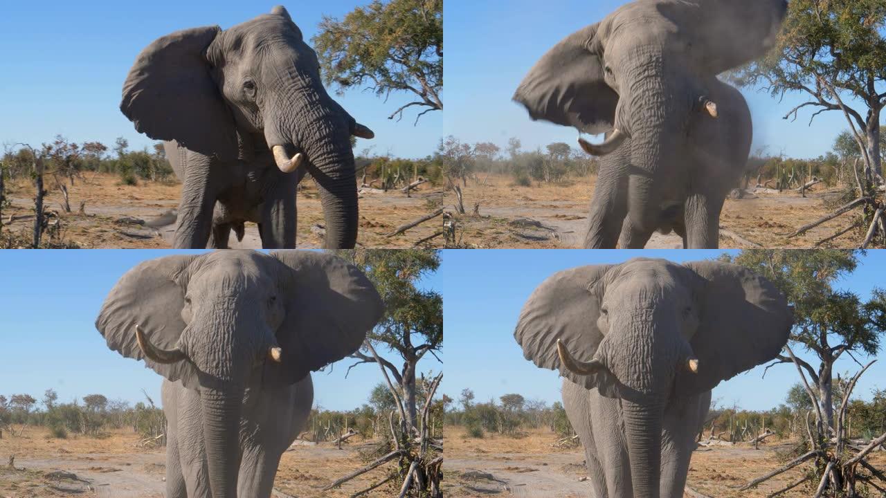 大象的4k特写镜头猛烈地摇头并看着相机，博茨瓦纳