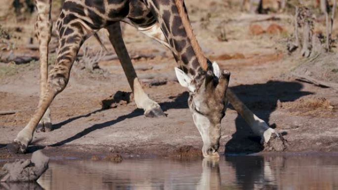 一只长颈鹿弯腰在博茨瓦纳水坑喝水的4k特写视图