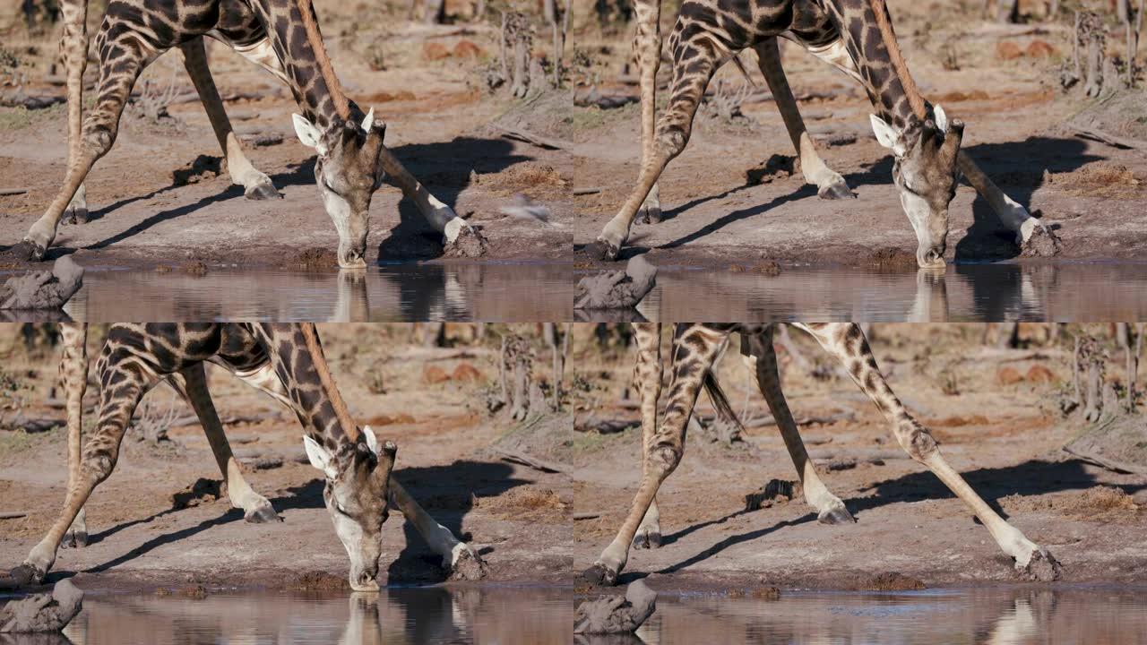 一只长颈鹿弯腰在博茨瓦纳水坑喝水的4k特写视图