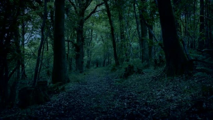 在黑暗中穿越林地小径