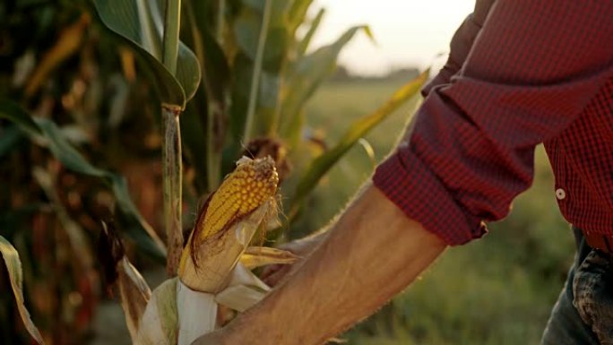 SLO MO农民在田间剥去玉米秸秆