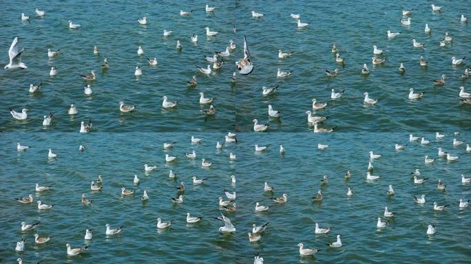 湖上的红嘴鸥公园湖面野鸭子