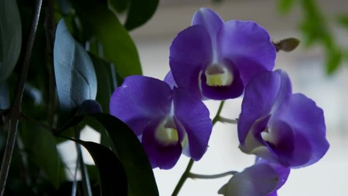家庭花园中紫色兰花花的4k镜头