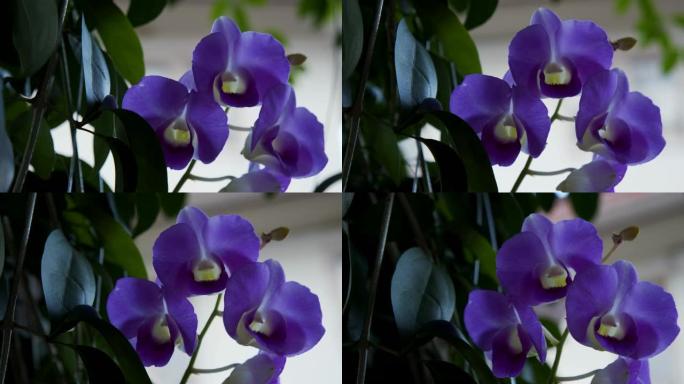 家庭花园中紫色兰花花的4k镜头