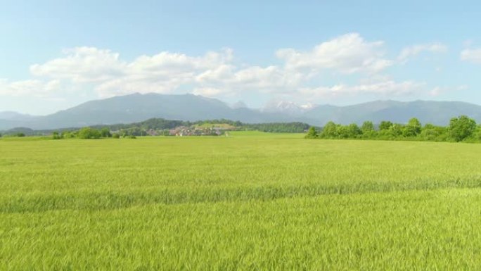 空中: 大片的麦田和美丽的草地环绕着一个小村庄。
