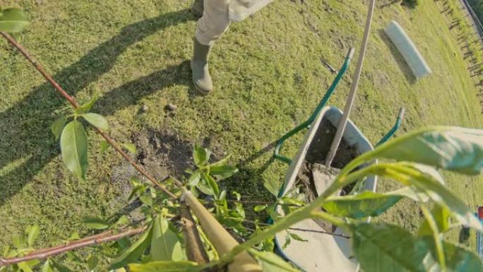 曼女士在阳光明媚的花园里种下了果树