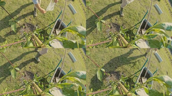 曼女士在阳光明媚的花园里种下了果树