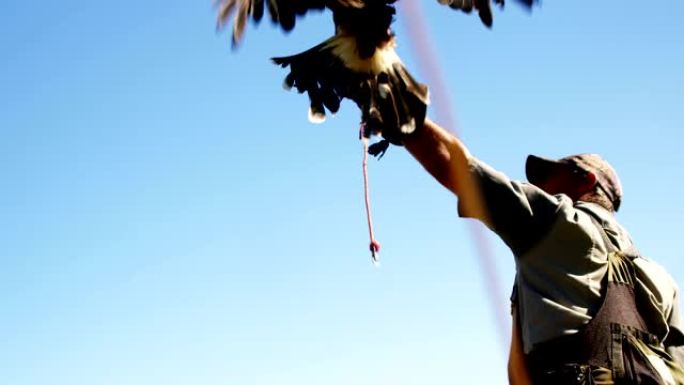 男子训练猎鹰鹰放飞自我