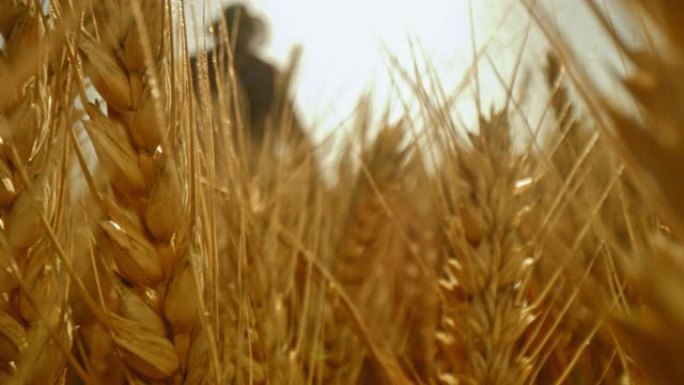 DS农民在日落时在田里散步时抚摸着金色麦穗