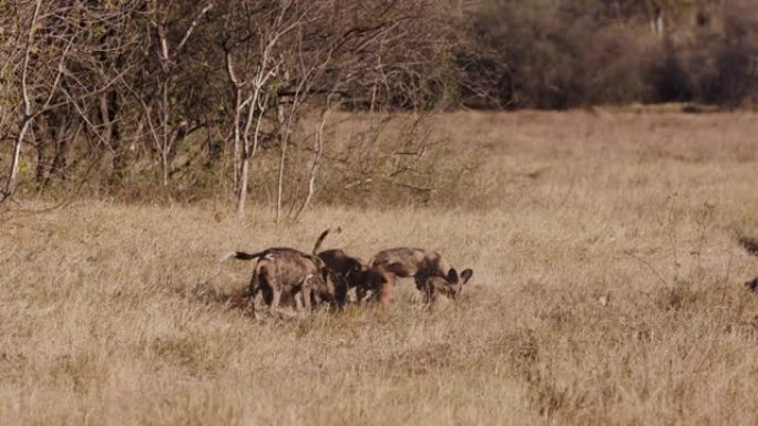 在博茨瓦纳的奥卡万戈三角洲，非洲野狗的幼崽们在玩耍和互动