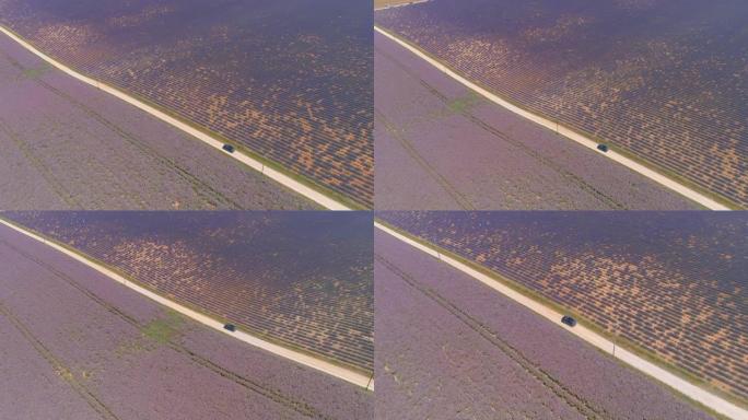 空中: 黑暗的汽车沿着普罗旺斯美丽的薰衣草田野巡游