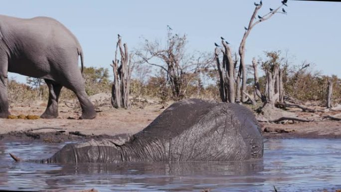 4k特写镜头，一头大象躺在水坑里，泥巴沐浴，另一头大象走过博茨瓦纳