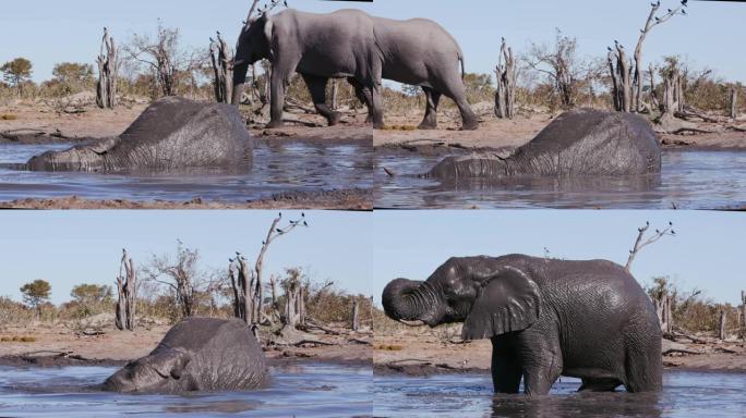 4k特写镜头，一头大象躺在水坑里，泥巴沐浴，另一头大象走过博茨瓦纳