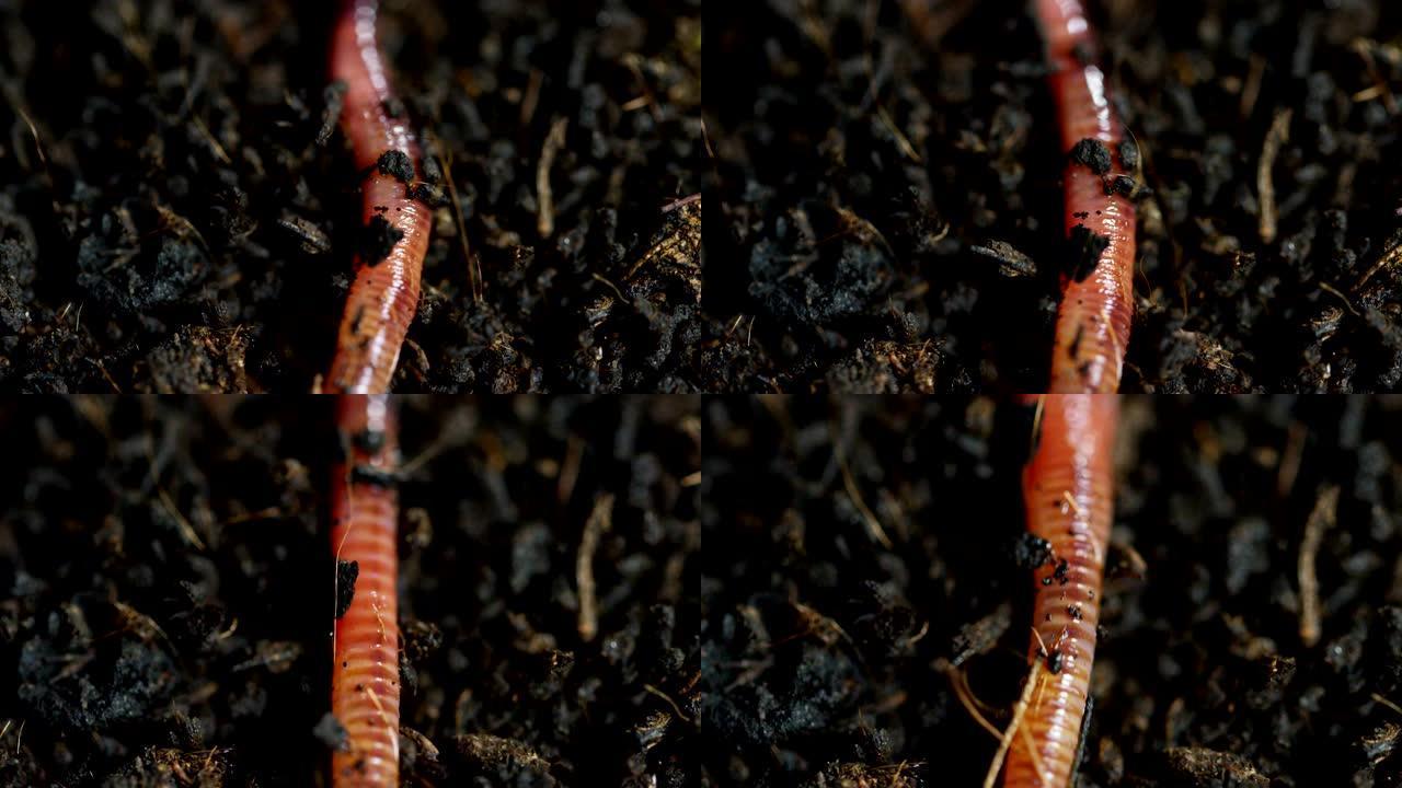 在肥沃的土壤中移动的蠕虫和幼虫的宏观镜头用于施肥土壤并使其有利于农作物。钓鱼时用作诱饵的动物。