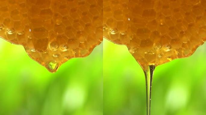 (慢动作和垂直) 蜂巢流出的蜂蜜