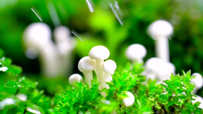 森林中的蘑菇有机蔬菜庄稼种植水滴植物