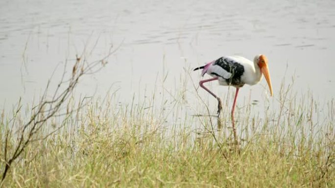 MS在斯里兰卡河中绘制鹳鸟捕鱼