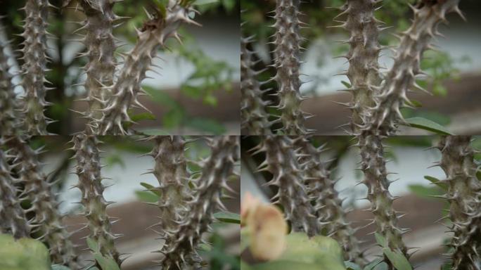 花园中大戟刺的4k Dci镜头特写