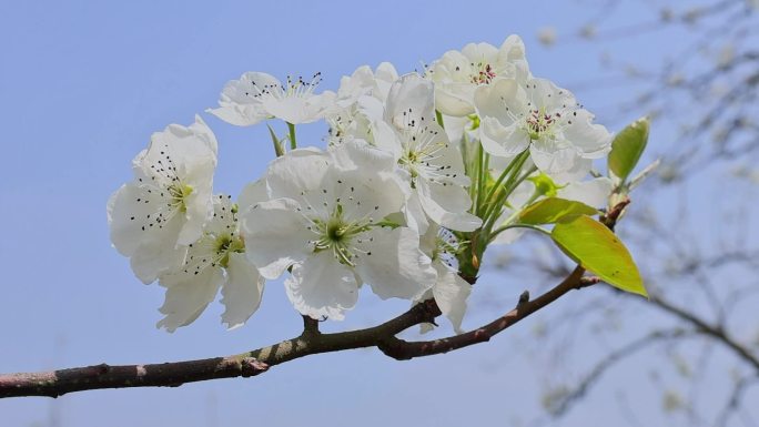 春天盛开的梨花