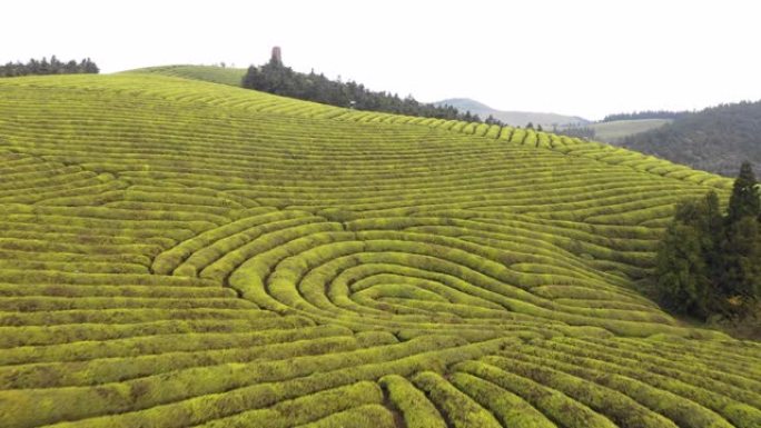 山上绿茶田的鸟瞰图