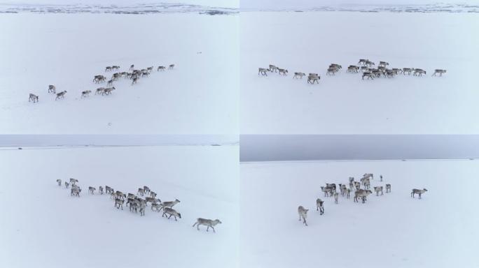 驯鹿女士在冰岛冰雪覆盖的田野中行走