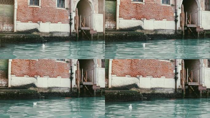 相机放大意大利威尼斯运河上美丽的大气红色建筑，上面有美丽的蓝色水和海鸥