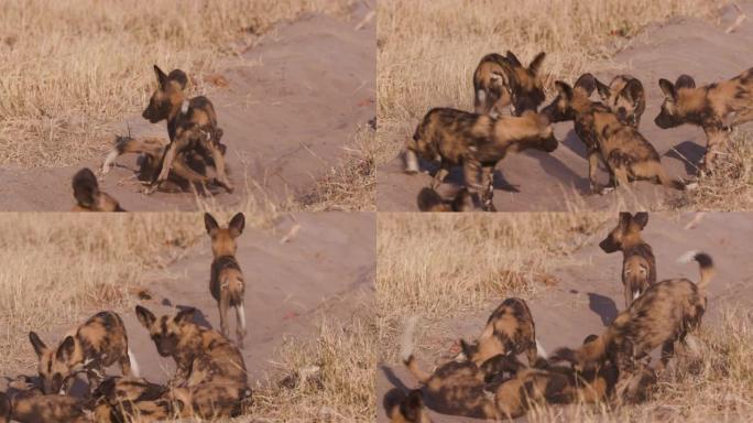 非洲野狗幼犬在博茨瓦纳奥卡万戈三角洲的车辆沙道中玩耍和互动的特写镜头