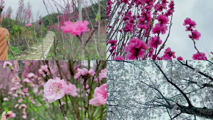 公园桃花樱花梨花唯美视频素材