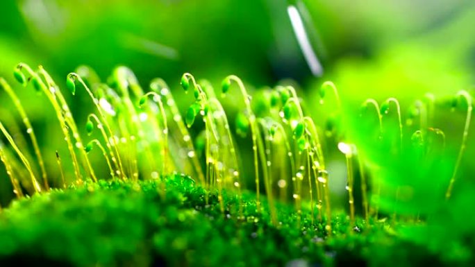 雨中的特写苔藓雨中的特写苔藓