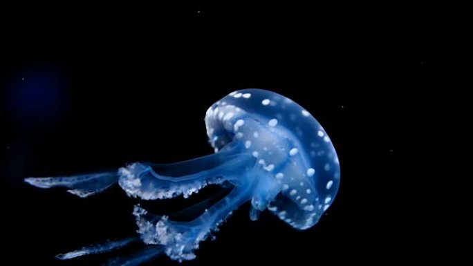水母实拍视频素材海底生物