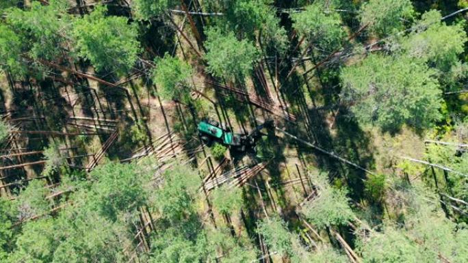 绿色拖拉机砍伐森林中的高树。