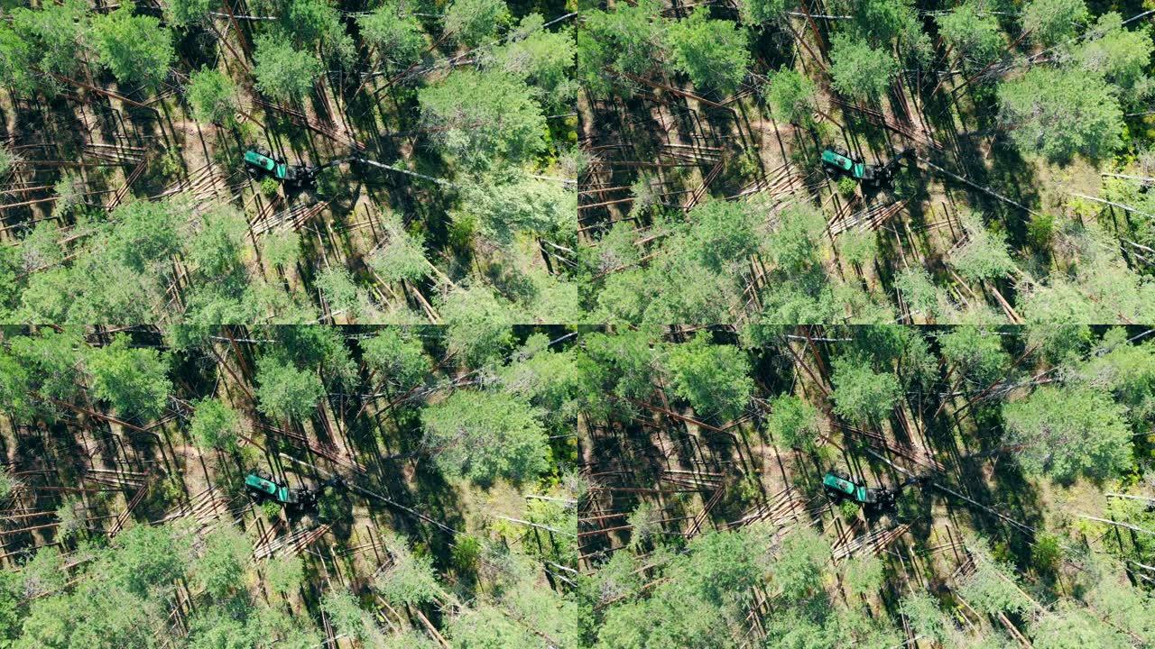 绿色拖拉机砍伐森林中的高树。
