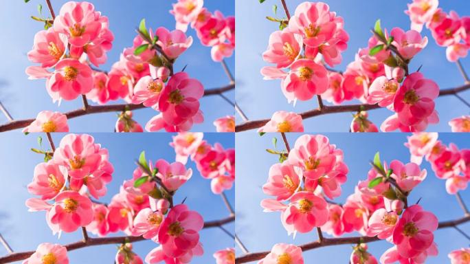 阳光照亮的晴朗天空背景上美丽的樱花